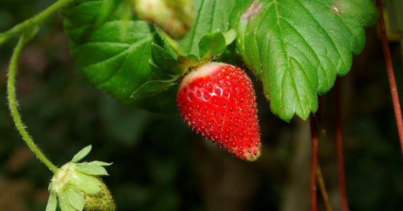 Mangostan: Die Königin der Früchte und ihre versteckten Superkräfte